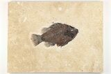 Fossil Fish (Cockerellites) - Wyoming #203186-1